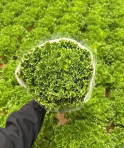 Xà lách thủy canh