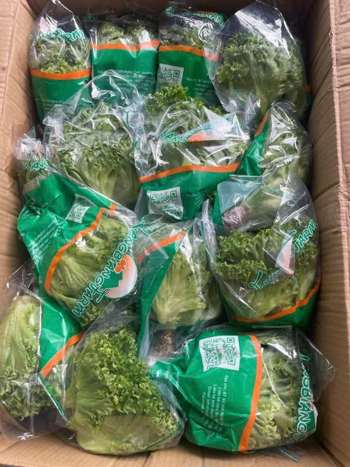 Xà lách thủy canh - Ảnh 2