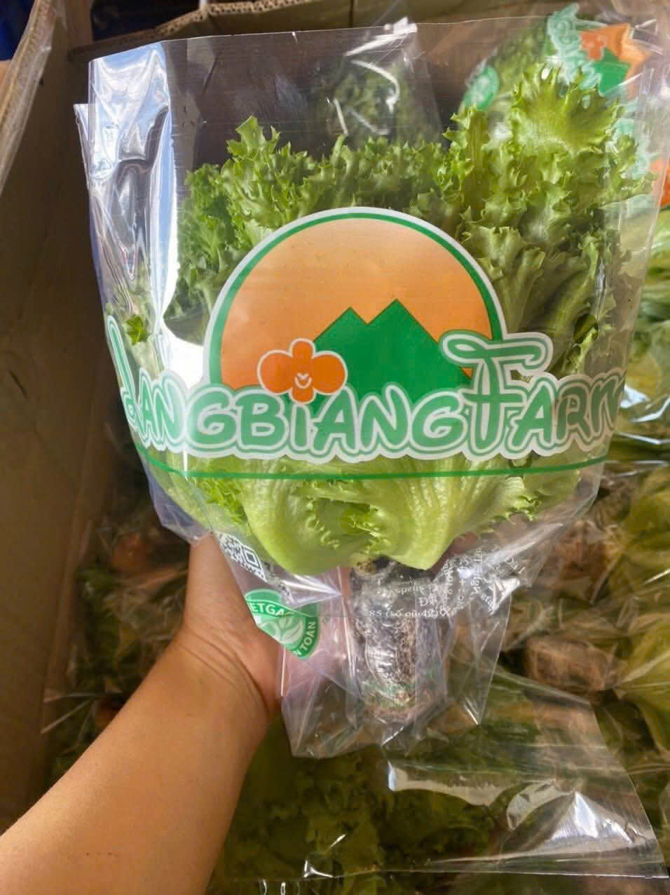 Xà lách thủy canh - Ảnh 4