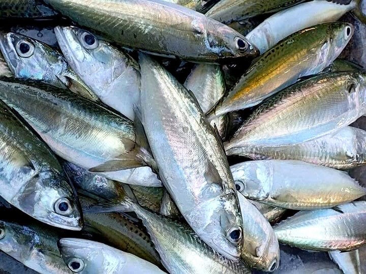 Cá biển Bình Sa - Ảnh 2