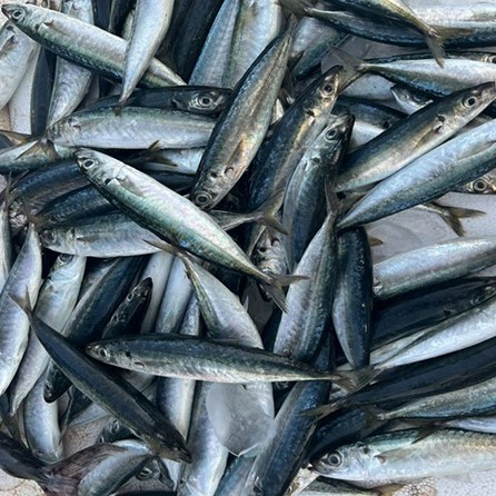 Cá biển Bình Sa - Ảnh 3