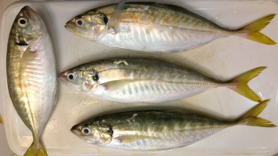 Cá biển Bình Sa - Ảnh 4